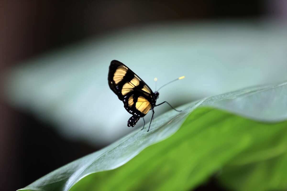 Şebi Arus için gelenler Konya’nın ünlü mekanında huzur bulacak 28